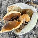 A hullsplit almond showing a large number of carpophilus beetles (Carpophilus truncatus). Photo by Jhalendra Rijal