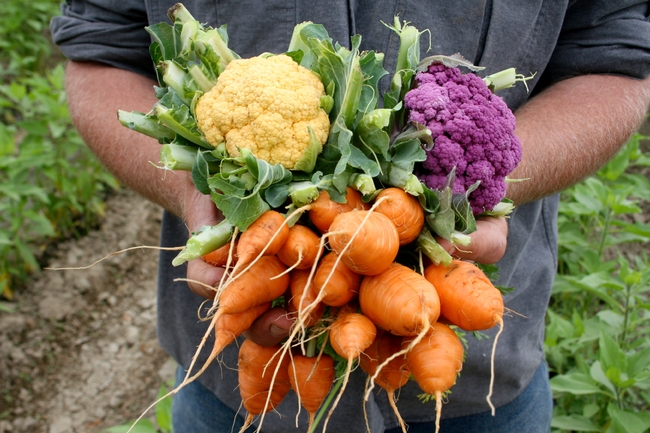 Photo shows hands holding white cauliflower, purple cauliflower and a bunch of orange carrots.