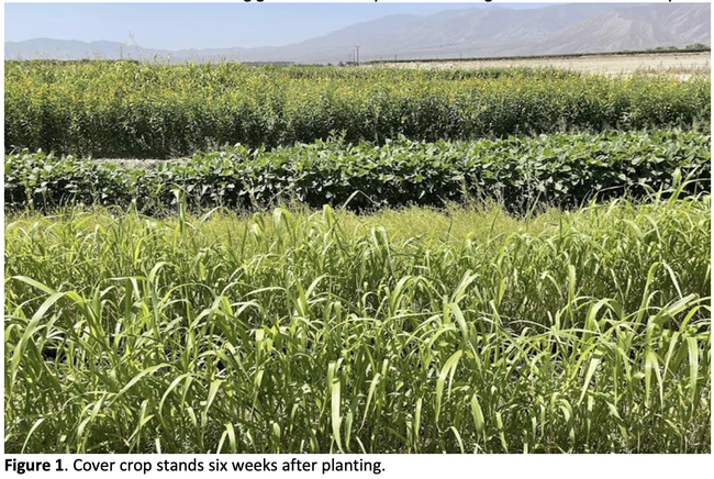 Three types of cold weather cover crops including sunn hemp, cowpea and Sudan grass can be seen growing in rows.