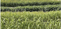 Three types of cold weather cover crops including sunn hemp, cowpea and Sudan grass, in foreground, at six weeks after planting. Photo by Jimmy Nguyen for Food Blog Blog