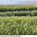 Three types of cold weather cover crops including sunn hemp, cowpea and Sudan grass, in foreground, at six weeks after planting. Photo by Jimmy Nguyen