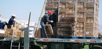 Workers pack lettuce in the field. The changing demographics of U.S. and Mexican farmworkers are linked with worker shortages. A UC study finds the H-2A visa program offers a solution but with steep costs. Photo by Steve Boucher for Food Blog Blog