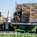 Workers pack lettuce in the field. The changing demographics of U.S. and Mexican farmworkers are linked with worker shortages. A UC study finds the H-2A visa program offers a solution but with steep costs. Photo by Steve Boucher