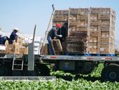 Workers move cardboard boxes on the back of flatbed trucks in a lettuce field