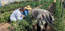 Leah Larsen (middle) of Bidwell Canyon Farm in Modoc County shows her high tunnel tomato trellising system to Krista Marshall (left) and Shriya Rangarajan of the UC Organic Agriculture Institute. Photo by Houston Wilson for Food Blog Blog