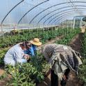 Leah Larsen (middle) of Bidwell Canyon Farm in Modoc County shows her high tunnel tomato trellising system to Krista Marshall (left) and Shriya Rangarajan of the UC Organic Agriculture Institute. Photo by Houston Wilson