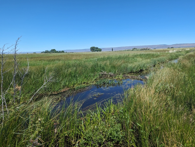 A beaver dam in a creek with mountains in the distance