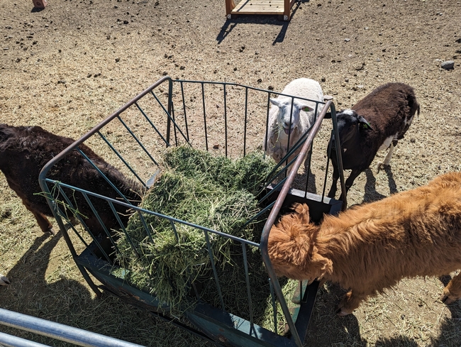 Lambs and calves munch on grass