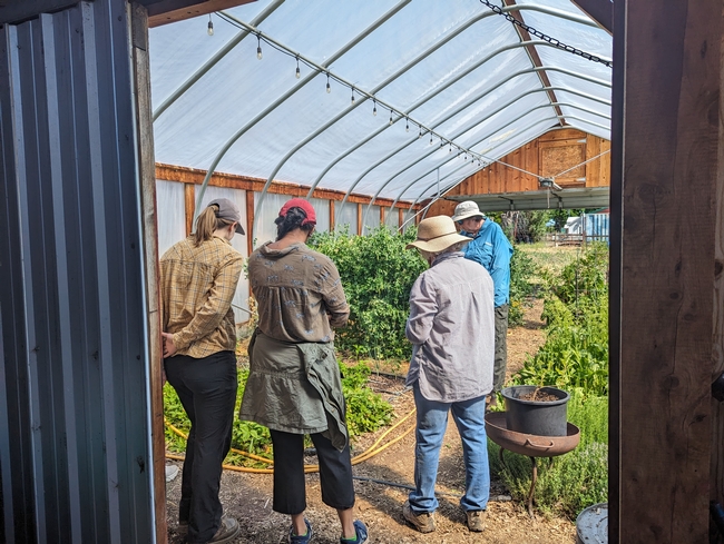 Four people stand in a garden looking down at vegetables