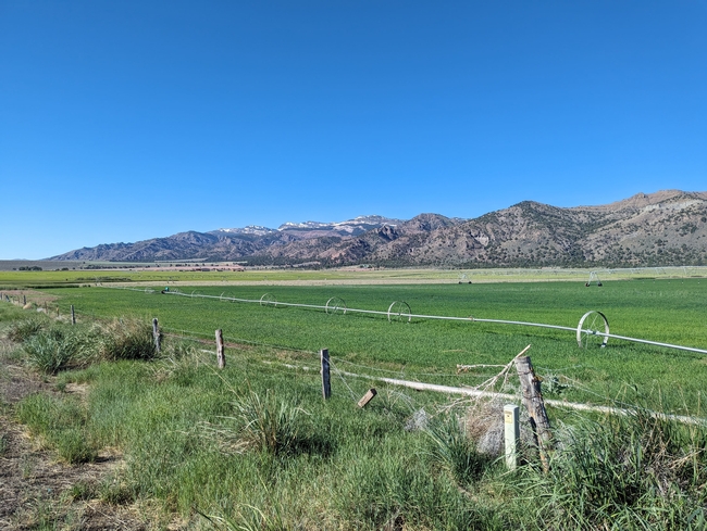 Agricultural pasture with mountains in the background