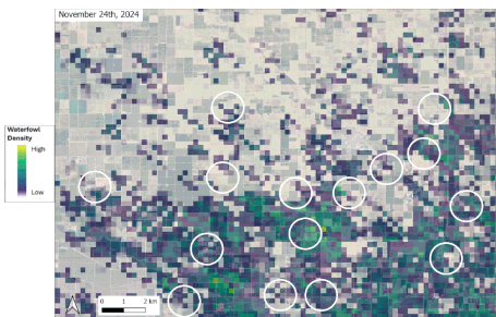 Pixels ranging from yellow to green, blue and purple show density of waterfowl.