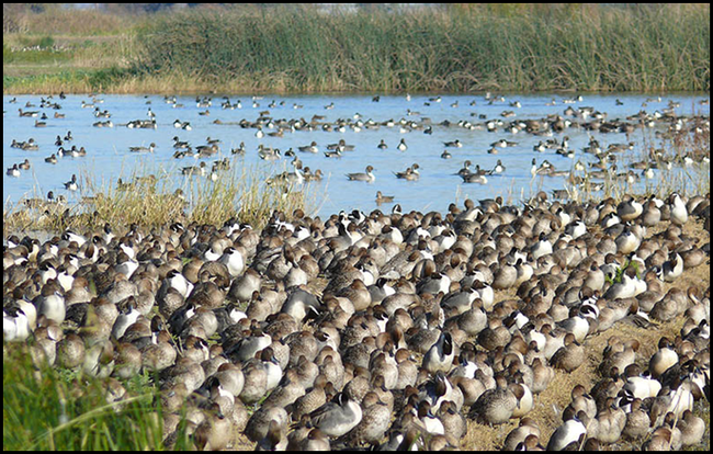 A mass of ducks and other waterfowl congregate in and around a pond.