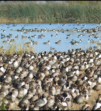 To limit bird flu spread, keep wild birds away from poultry, livestock