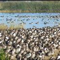 Wild waterfowl carry the virus that causes avian influenza. Knowing when wild birds are close to farms, farmers could help prevent birds from mingling with their domestic animals and passing along the virus.