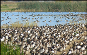 A mass of ducks and other waterfowl congregate in and around a pond.