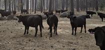 These cows are being rounded up to be evacuated, as the sky above them fills with smoke from an approaching wildfire. Photo by Tracy Schohr, UC ANR for Food Blog Blog