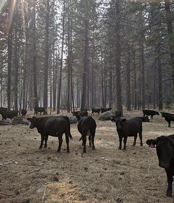 Wildfire takes toll on mental, physical health of food producers