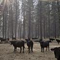 These cows are being rounded up to be evacuated, as the sky above them fills with smoke from an approaching wildfire. Photo by Tracy Schohr, UC ANR