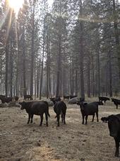 Cows gather amid trees as wildfire smoke lingers in the air above