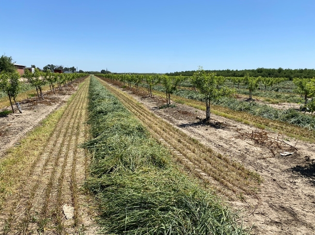 Strips of cover crop grows between rows of a young orchard.