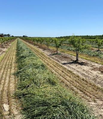 Young orchard management workshops set for Madera, Stockton, Parlier, Tulare