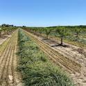 UC Cooperative Extension researchers will discuss best irrigation and nutrient management practices tailored specifically for young orchards in the San Joaquin Valley.