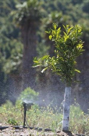 An irrigation head sprays water on a citrus seedling.