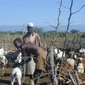 Goat herders in Kenya. (Photo by Christopher Barrett)
