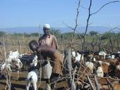Goat herders in Kenya