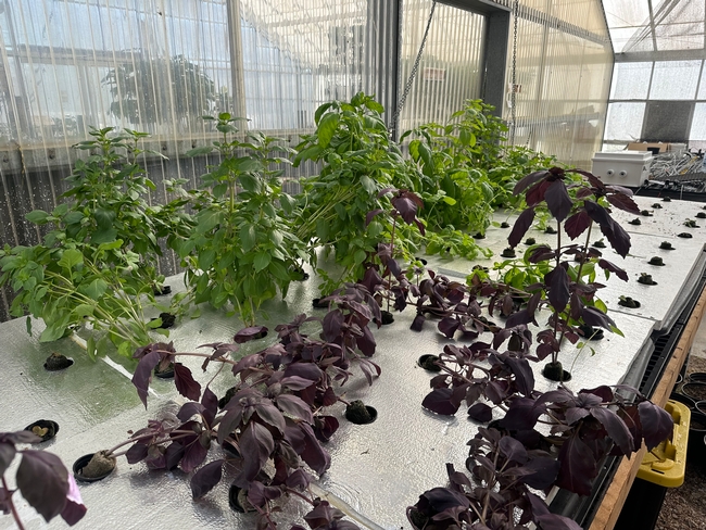 A few of the basil varieties before they were harvested to make pesto.