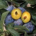 Consumer concerns about GE fruit are a factor discouraging commercialization. Plums shown are engineered to resist plum pox virus; they have received regulatory approval, but have not come to market.