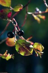 The farkleberry is related to blueberry, but more tolerant of alkaline soil.