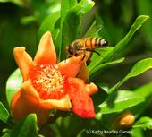 Honey bee heading toward pomegranate blossom. (Photo by Kathy Keatley Garvey)