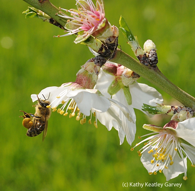 Honey bee packing pollen while foraging on almond blossoms at the Harry H. Laidlaw Jr. Honey Bee Research Facility, UC Davis. (Photo by Kathy Keatley Garvey)