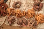 Piles of sweet potatoes freshly harvested from a field in Ghana.