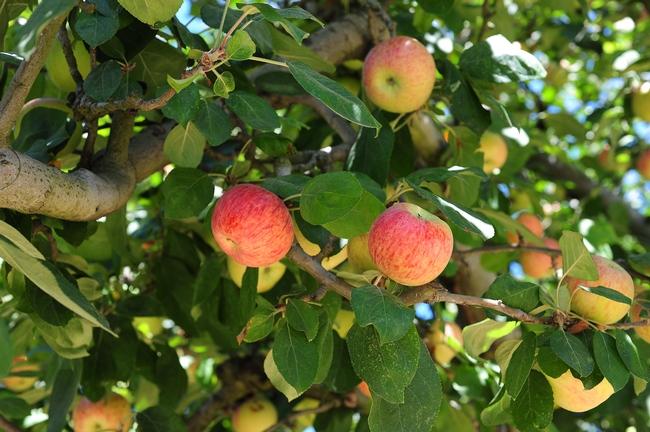 Gravenstein apples hang from a tree in Sonoma County. (Photo by Kathy Keatley Garvey)