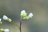 Aphids cause plants to develop chemical defenses to avoid being eaten