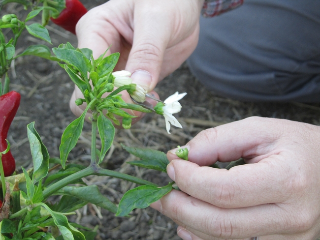 New peppers can be developed through cross pollination.