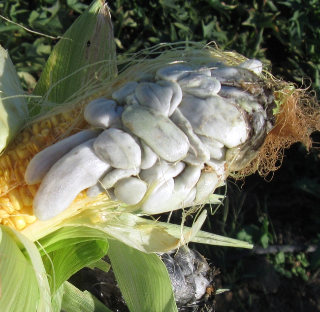 Corn with huitlacoche growing on the kernals.