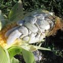 Corn with huitlacoche growing on the kernals.