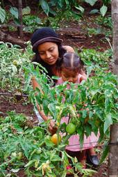 Woman farmer and child in tomato field in Central America.