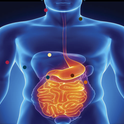 Obesity research plotted onto an illustration of the human digestive system.