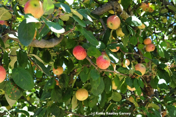 Gravenstein apples ready to be picked. (Photo by Kathy Keatley Garvey)