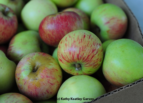 Gravenstein apples ready to eat. (Photo by Kathy Keatley Garvey)