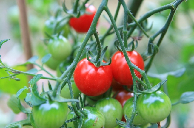 Choose a high yield crop like tomatoes. 