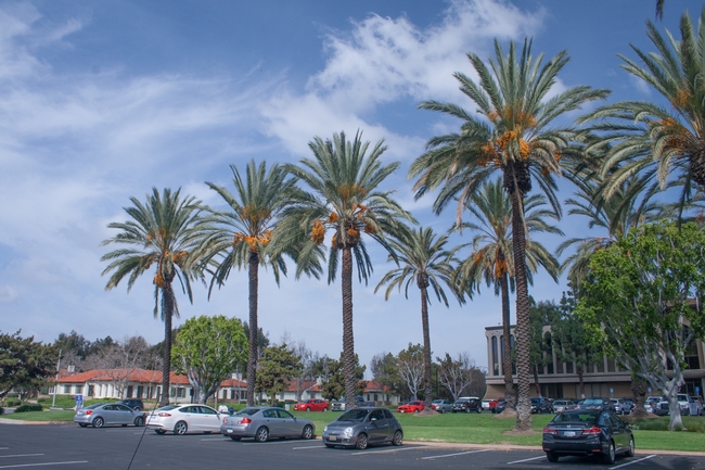 Tens of thousands of large, mature date palm trees of Phoenix dactylifera, the edible date, have been transplanted from fruit-producing orchards in the Coachella Valley into urban coastal southern California for landscape ornament (D. R. Hodel).