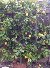 The author's backyard lemon tree trained in espalier style.