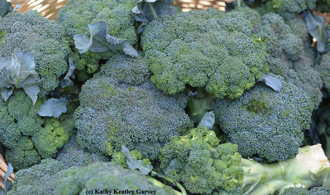 Broccoli--a food everyone should love. (Photo by Kathy Keatley Garvey)