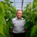 Plant scientist Paul Gepts leads UC Davis' bean-breeding program. (Photo: Joe Proudman, UC Davis)