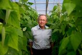 Plant sciences professor Paul Gepts is surrounded by bean plants in a campus greenhouse.